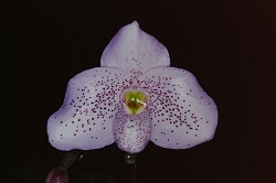 Paph.Yospur ‘White Wings’