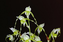 Paph.philippinense f. album ‘Heisei Queen’