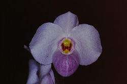 Paph.delenatii ‘N. Nakamura No17’