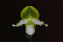 Paph.Pinochio ‘Oka’