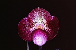 Paph.Kevin Porter ‘Arc’