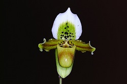 Paph.exul ‘Joe’