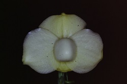 Paph.leucochilum f. album ‘East River’