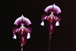 Paph.curtisii ‘Cape Rock’