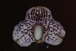 Paph.leucochilum ‘Natsuki’