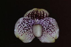 Paph.leucochilum ‘C. R. Paradise’