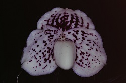 Paph.leucochilum ‘Mitsuko’