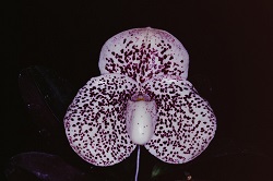 Paph.S. Gratrix ‘Shally’