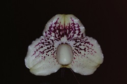 Paph.leucochilum ‘Onohara’