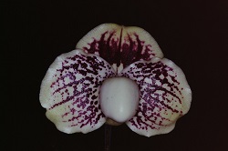 Paph.leucochilum ‘Takechan’