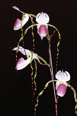 Paph.stonei ‘Long Hair’