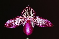 Paph.Gloria Naugle ‘Emori’