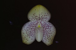 Paph.wenshanense ‘Suigen’