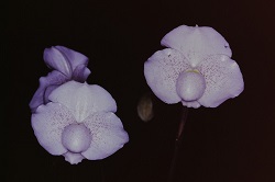 Paph.niveum ‘C. R. Lucky’