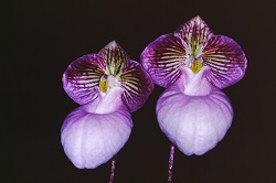 Paph.micrantham ‘Pink Applause’