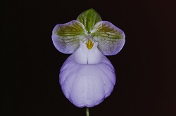 Paph.micrantham f. album‘N. Nakamura No3’