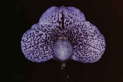 Paph.Birth of Saya ‘Applause’