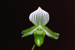 Paph.nigritum var. album ‘N. Nakamura No1’