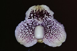 Paph.