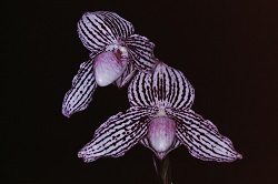 Paph.Mike Roccaforte ‘East River’