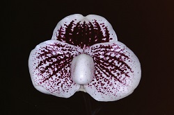 Paph.leucochilum ‘Cape Rock Delight’