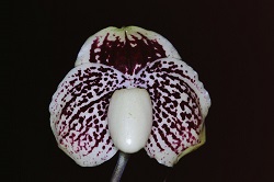 Paph.leucochilum ‘Kei’