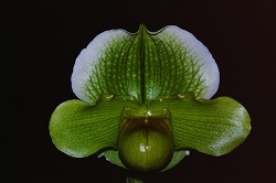 Paph.Irish Eyes ‘Green Meadow’