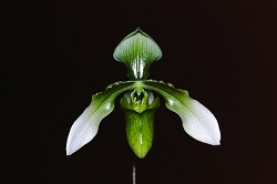 Paph.appletonianum ‘Green Moon’