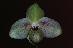 Paph.Mem. Larry Heuer ‘I. Tomo’