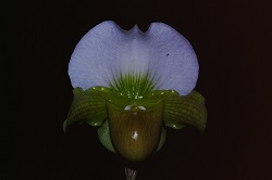 Paph.Coconut Candy ‘Be Top’