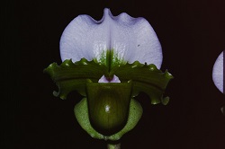 Paph.Hamana Spice ‘Green Moon’