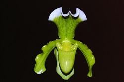 Paph.insigne f. sanderae ‘R. K. Super’