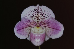 Paph.Pink Jade ‘Pink Fanta’