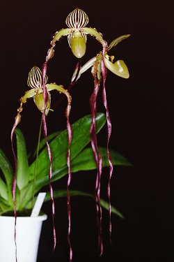 Paph.Michael Koopowitz ‘Long River’