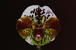 Paph.Leaping Leopard ‘Daki’