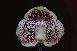 Paph.leucochilum ‘Cobra’