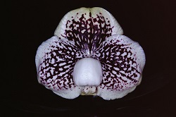 Paph.leucochilum ‘Cape Rock Fortune’