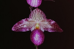 Paph.Gloria Naugle ‘East River No1’