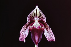 Paph.superbiens ‘Suigen’