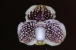 Paph.leucochilum ‘K. T. Mie’