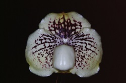 Paph.leucochilum ‘Cape Rock Saturn’