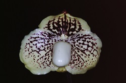 Paph.leucochilum ‘C. R. Melody’