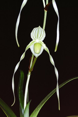 Paph.philippinense var. album ‘White River’