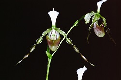 Paph.dianthum ‘East River’