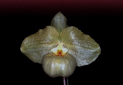 Paph.Norito Hasegawa ‘Musashi’