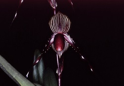 Paph.Susan Booth ‘Bloody Adoruk’