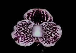 Paph.leucochilum ‘Morizou’