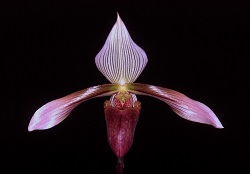 Paph.dayanum ‘Jone’