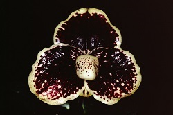 Paph.leucochilum ‘Black and Black’