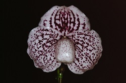 Paph.ang-thong ‘Suigen’